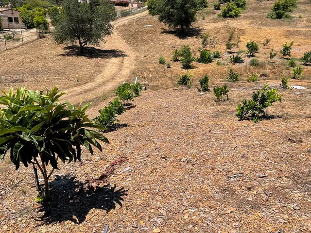 a view of a garden with a tree