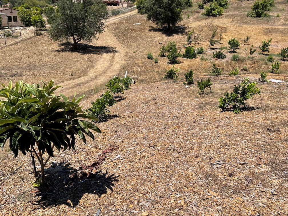 2 Via Vaquero Temecula, CA 92590 - Photo 11 of 28 a view of a garden with a tree