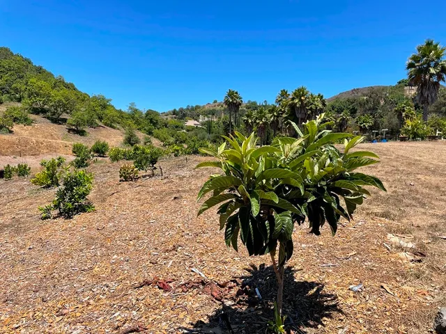 a view of a palm tree with a yard