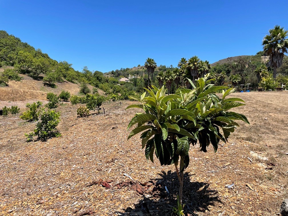 2 Via Vaquero Temecula, CA 92590 - Photo 12 of 28 a view of a palm tree with a yard