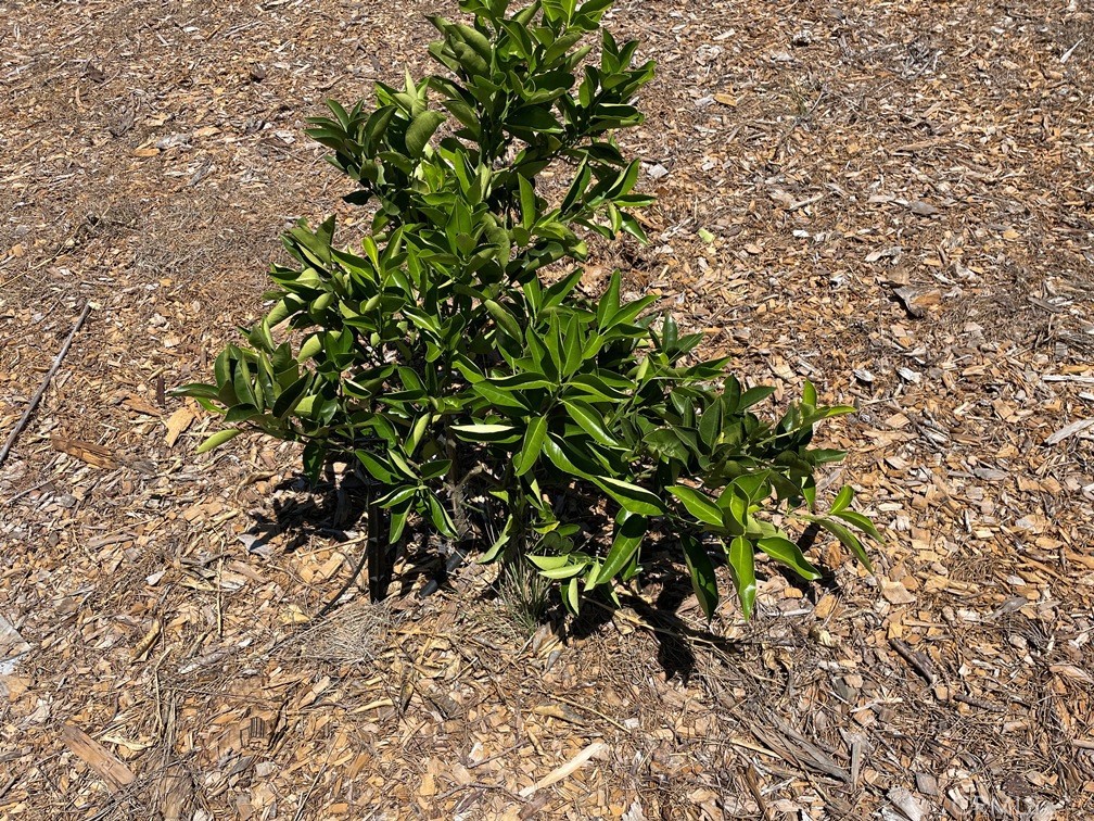 2 Via Vaquero Temecula, CA 92590 - Photo 13 of 28 a backyard of a house with lots of green space