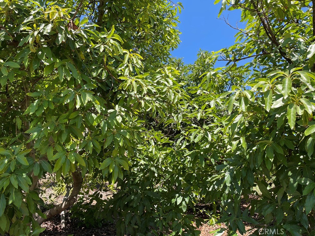 2 Via Vaquero Temecula, CA 92590 - Photo 15 of 28 a view of a tree