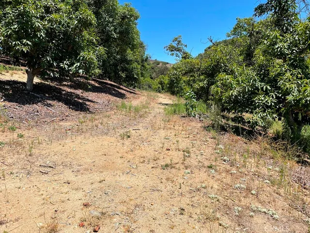 a view of a yard with trees