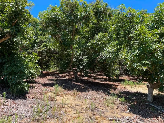 a view of yard with trees