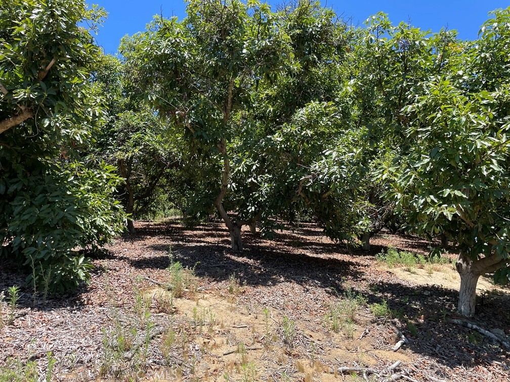 2 Via Vaquero Temecula, CA 92590 - Photo 17 of 28 a view of yard with trees