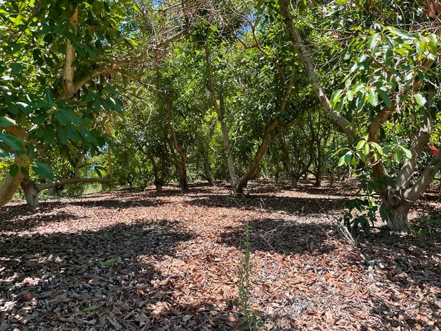 a view of a forest with trees