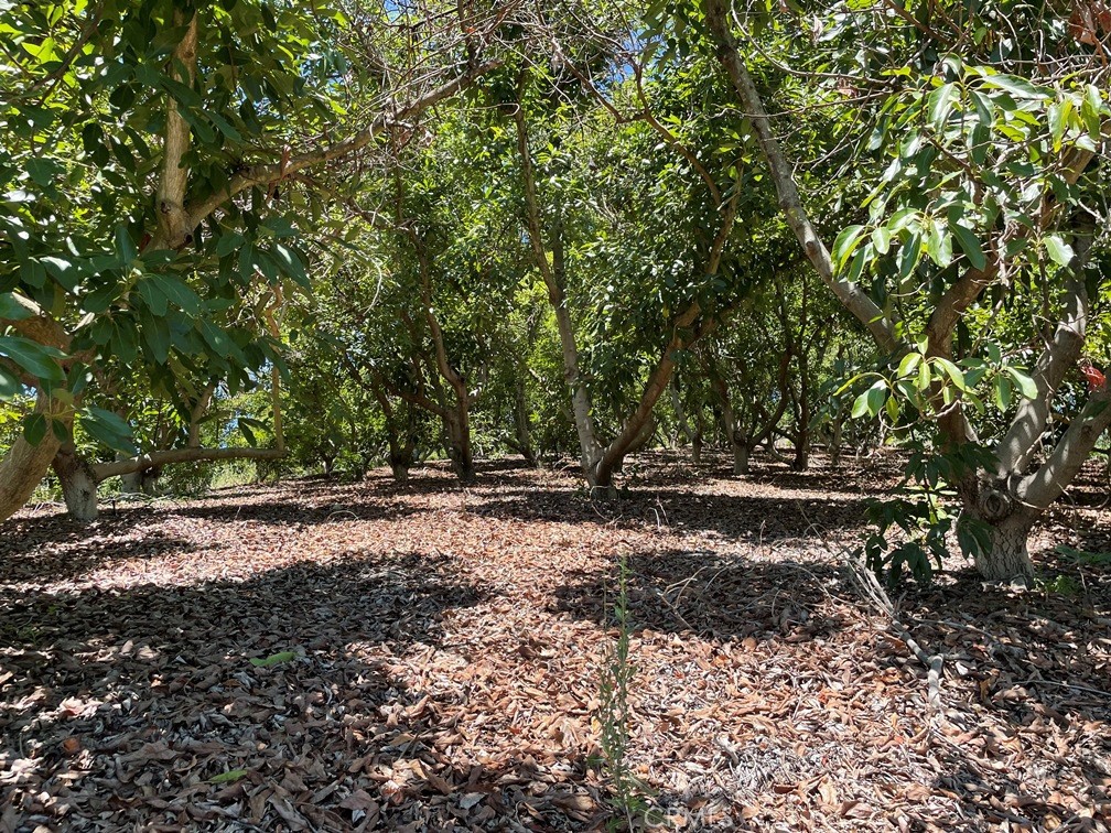 2 Via Vaquero Temecula, CA 92590 - Photo 19 of 28 a view of a forest with trees