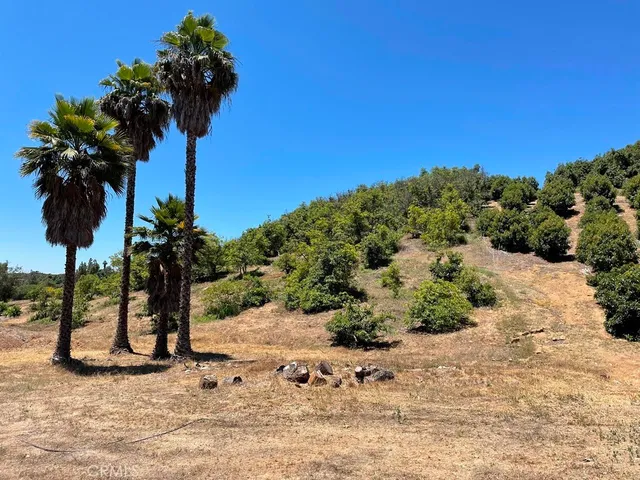 a view of a garden with a plant in the background