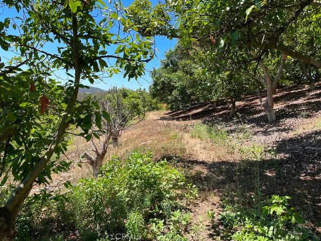 a view of a tree in a yard
