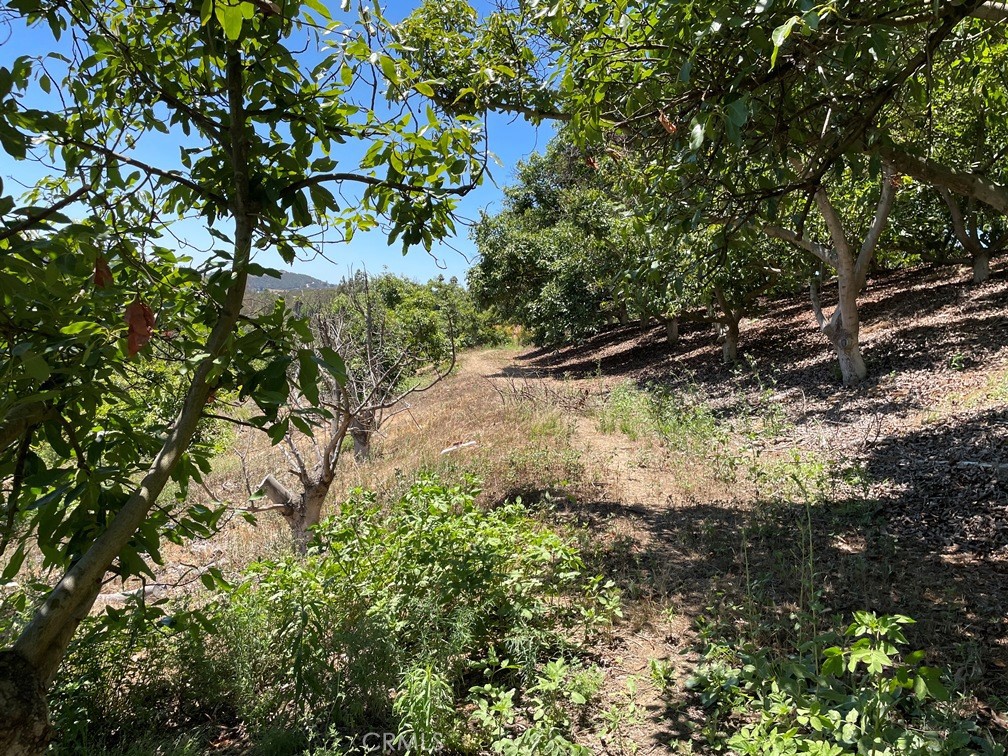 2 Via Vaquero Temecula, CA 92590 - Photo 21 of 28 a view of a tree in a yard