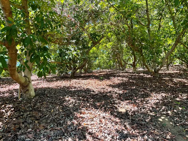 a view of plants and trees