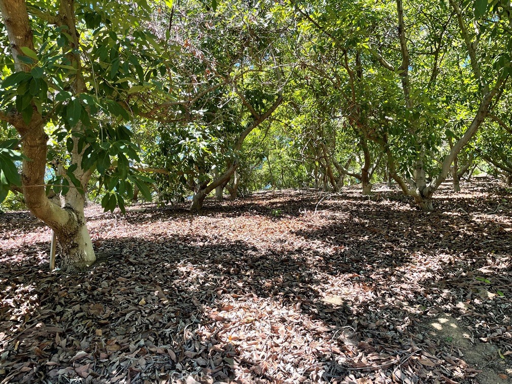 2 Via Vaquero Temecula, CA 92590 - Photo 3 of 28 a view of plants and trees