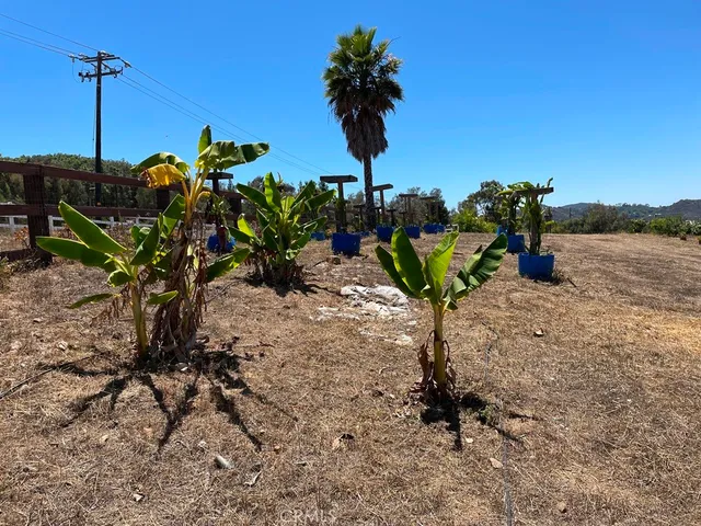 a view of a flower in a yard