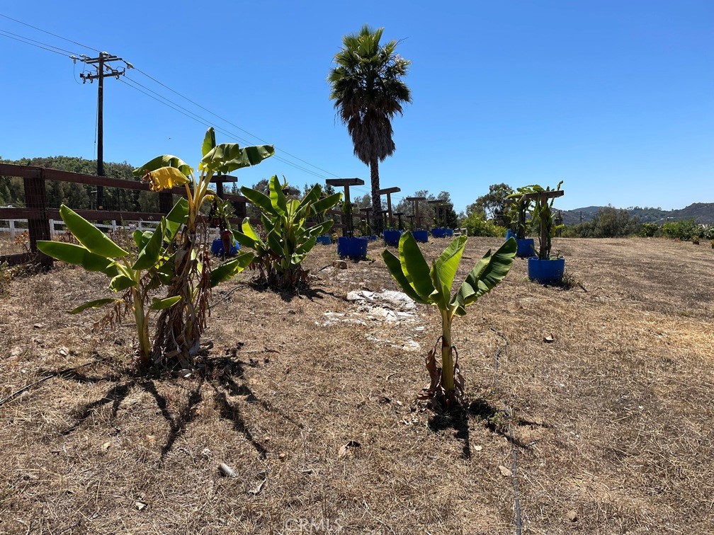 2 Via Vaquero Temecula, CA 92590 - Photo 5 of 28 a view of a flower in a yard