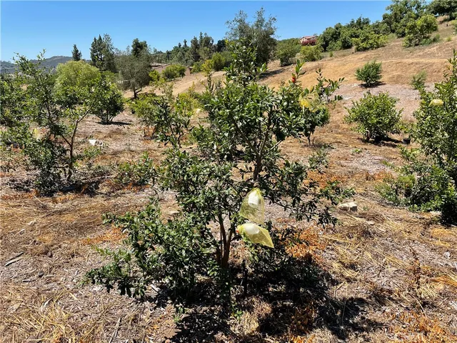 a view of a yard with a tree