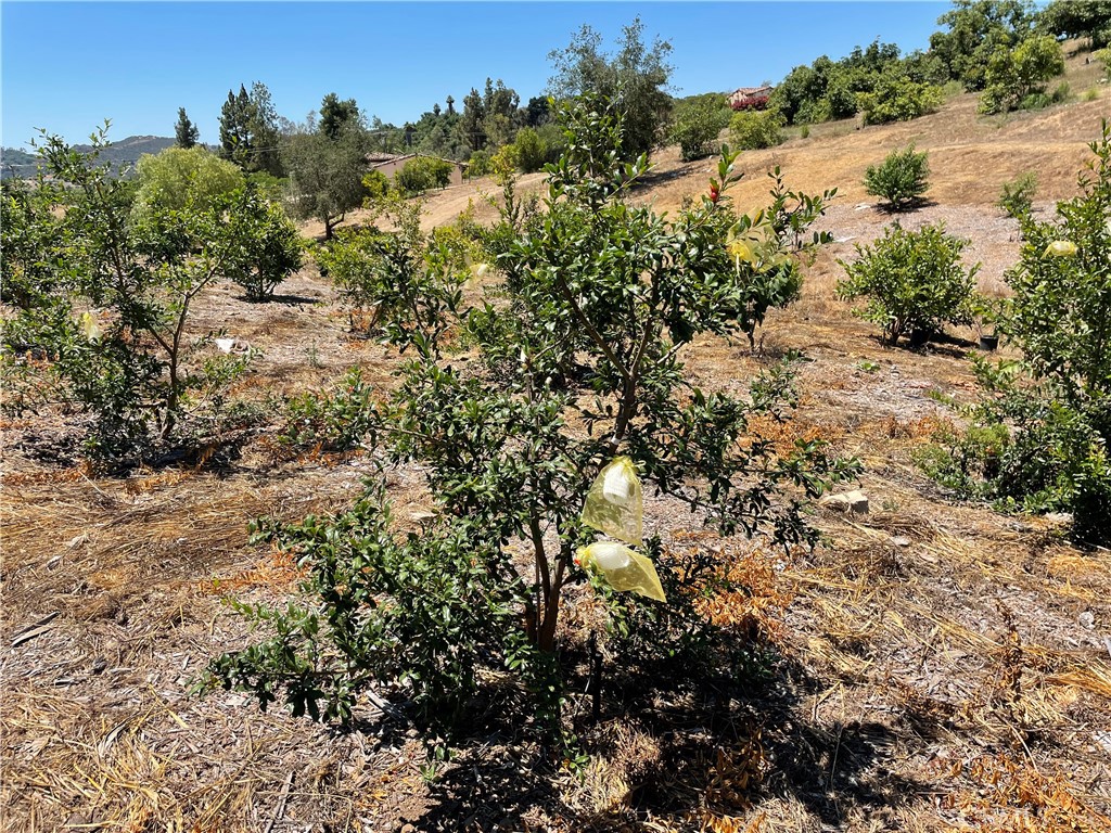 2 Via Vaquero Temecula, CA 92590 - Photo 8 of 28 a view of a yard with a tree