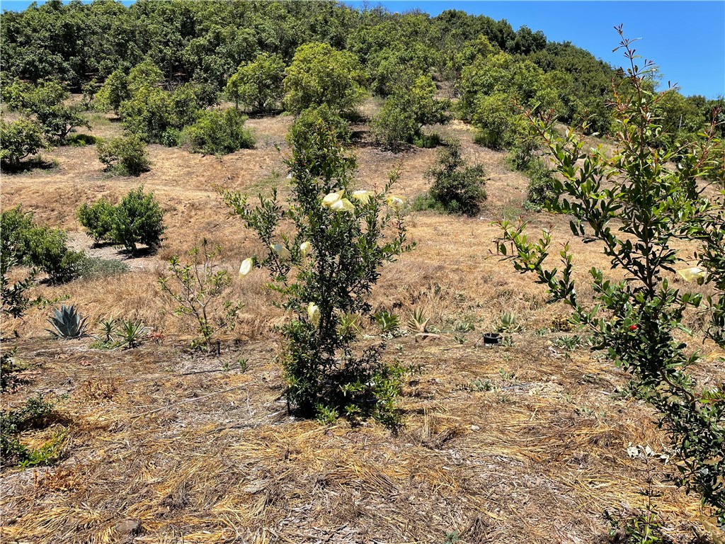 2 Via Vaquero Temecula, CA 92590 - Photo 9 of 28 a view of a yard covered with snow