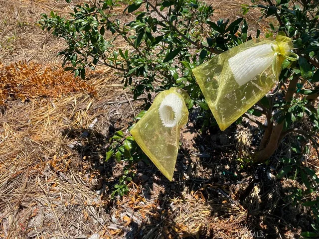 a view of a tree in a yard