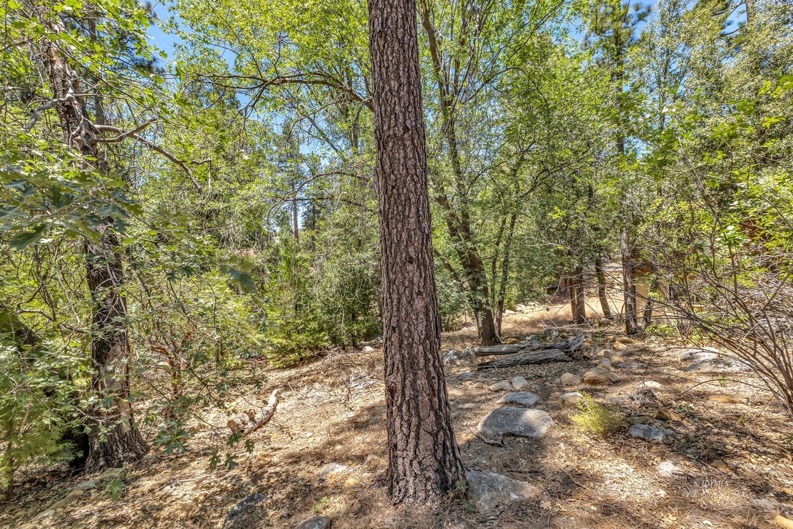 55175 John Muir Road, Unit CALIFO Idyllwild, CA 92549 - Photo 50 of 51 Park-like setting