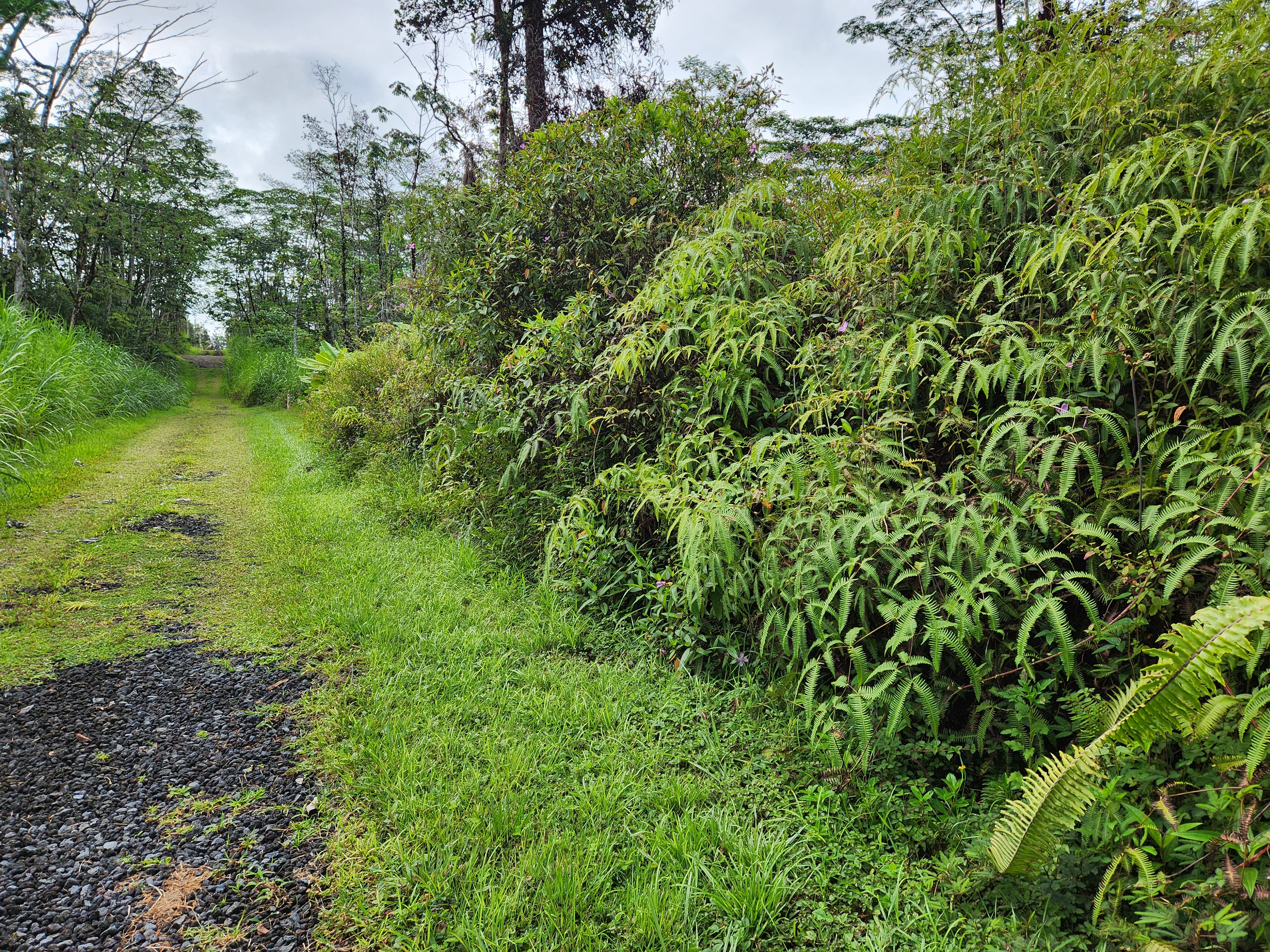 444 Maui Road Pahoa, HI 96778 - Photo 1 of 7 Gallery Image 1