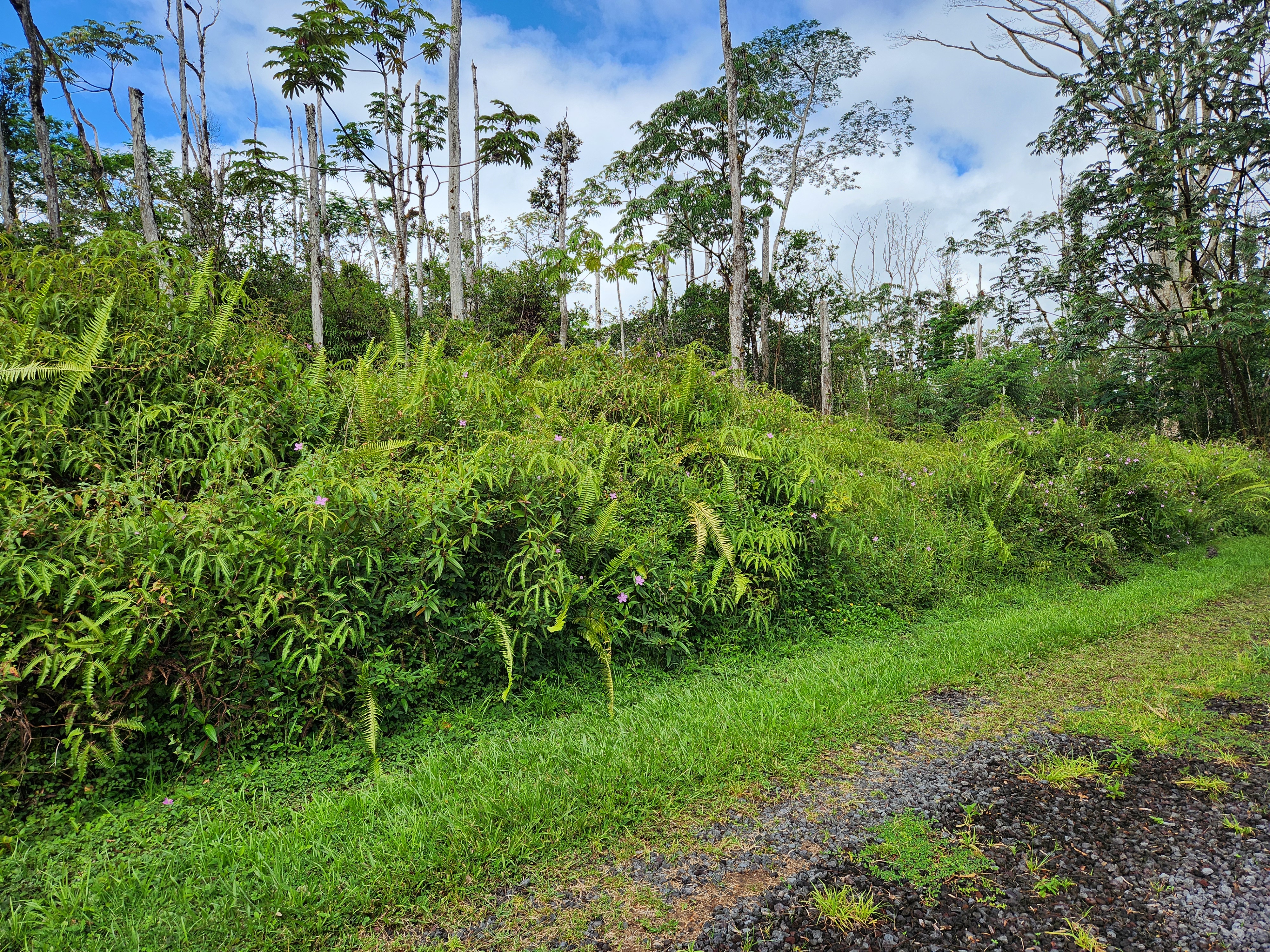 444 Maui Road Pahoa, HI 96778 - Photo 2 of 7 Gallery Image 2