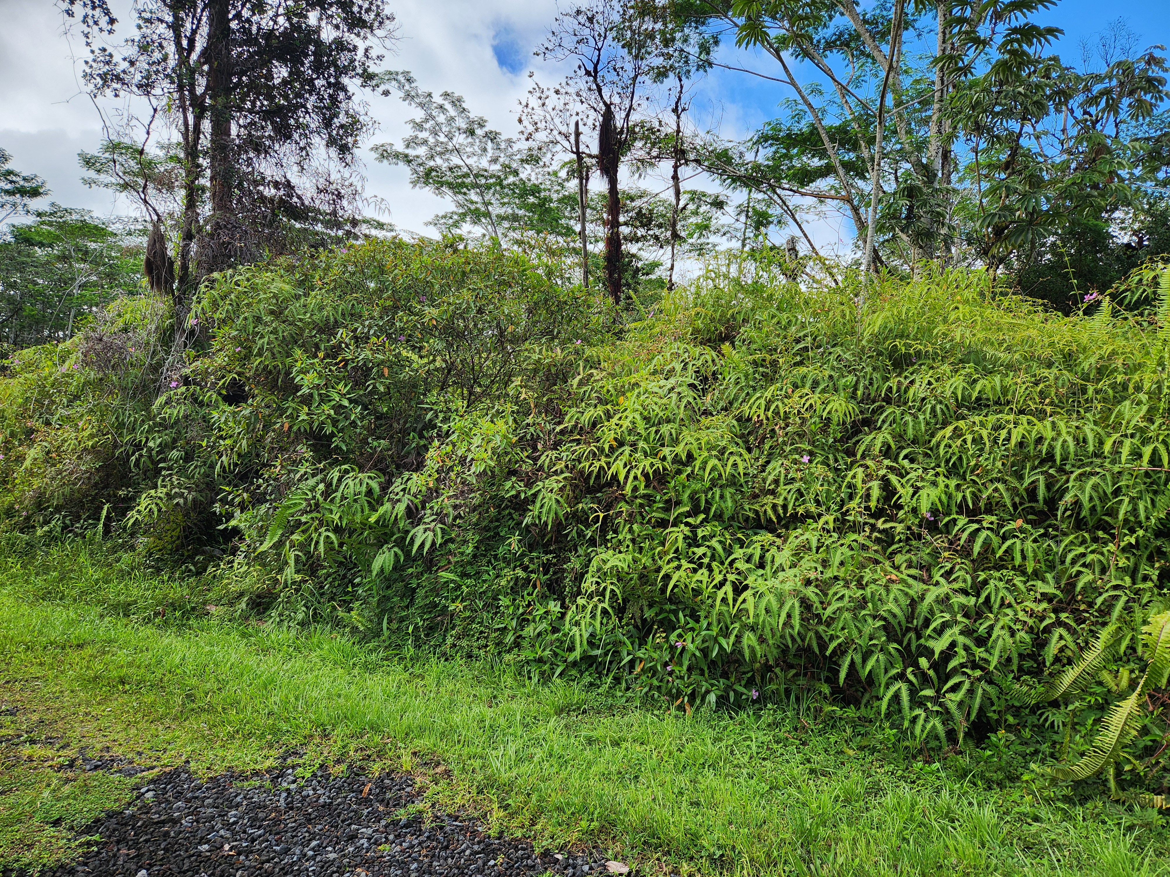 444 Maui Road Pahoa, HI 96778 - Photo 5 of 7 Gallery Image 5