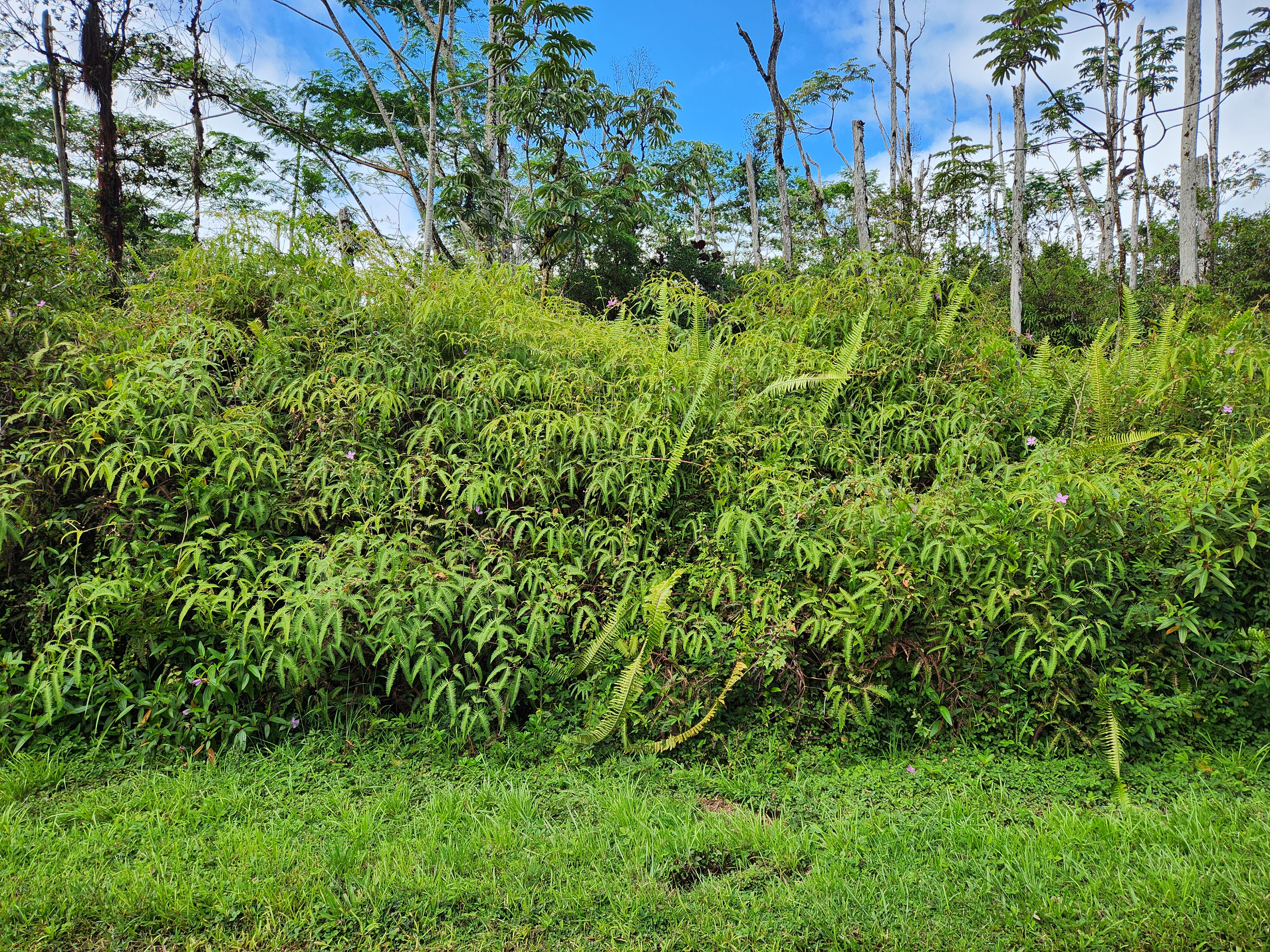 444 Maui Road Pahoa, HI 96778 - Photo 7 of 7 Gallery Image 7