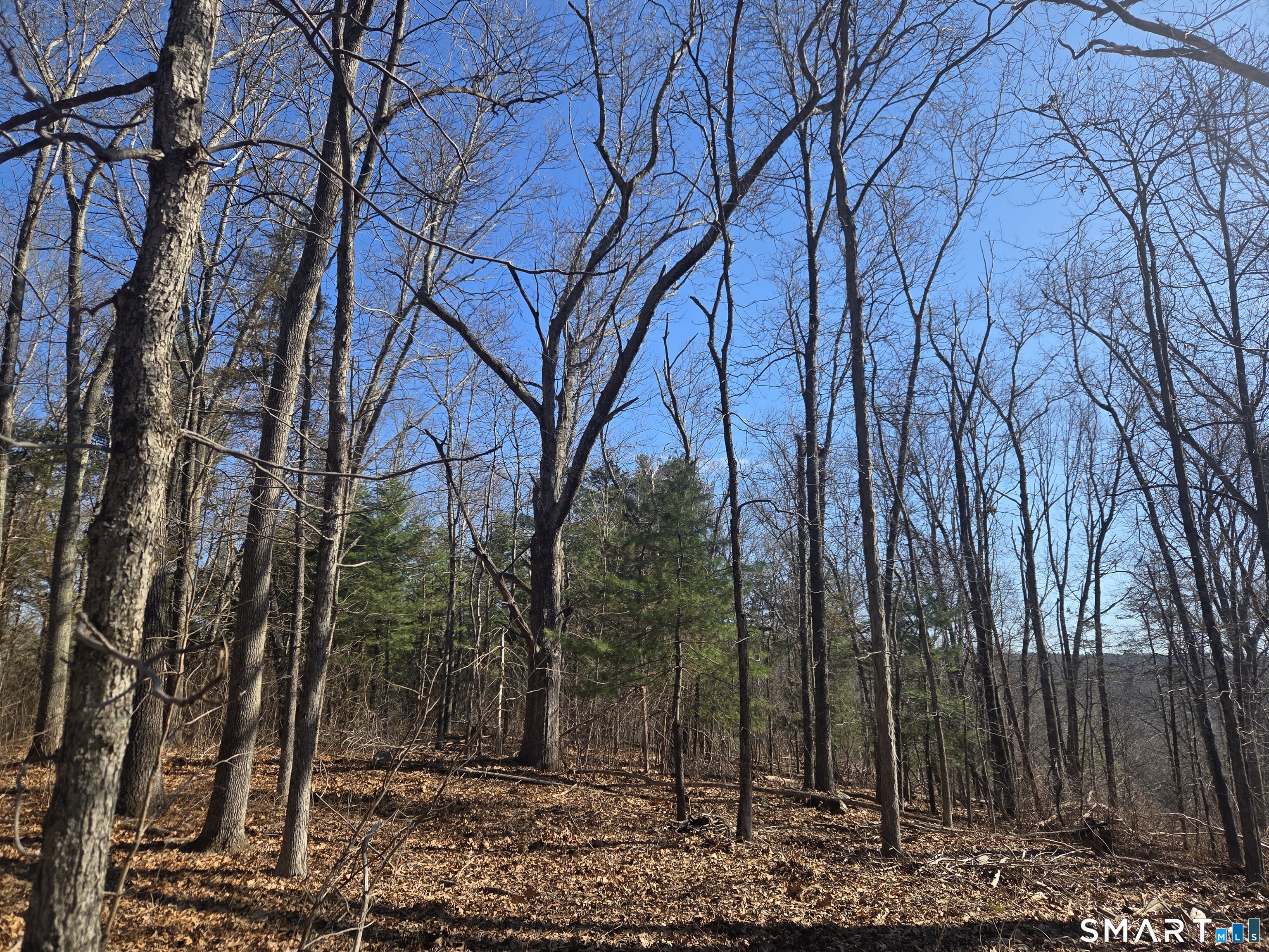 0 Green Hollow Road Moosup, CT 06354 - Photo 2 of 24 a view of a forest filled with trees