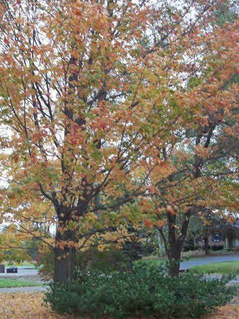 4153 North Gale Road Davison, MI 48423 - Photo 15 of 18 20243399-14.JPG