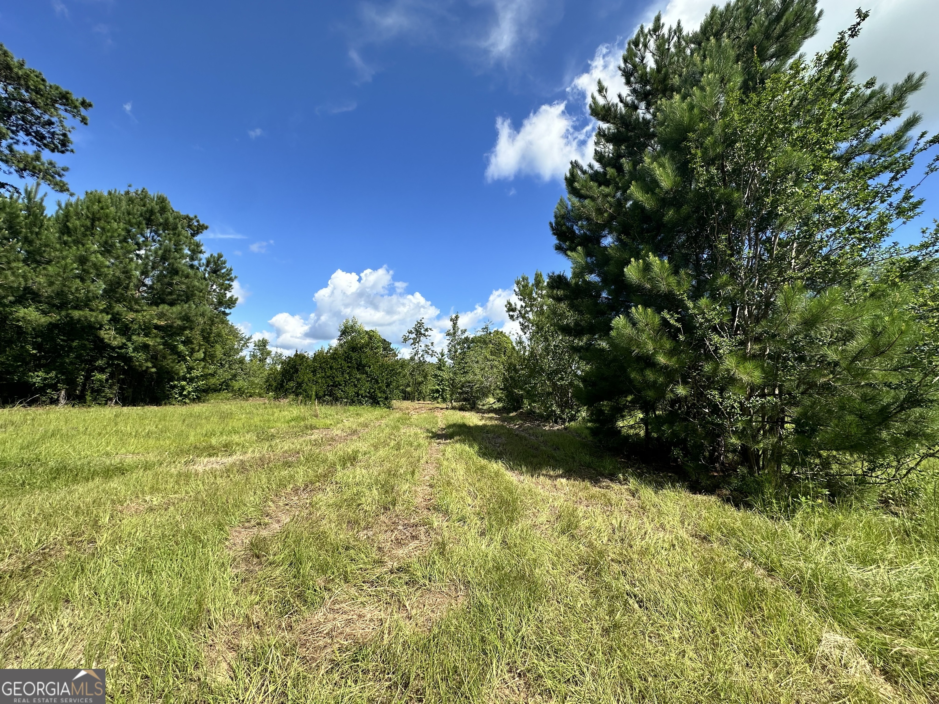 a view of a big yard with large trees