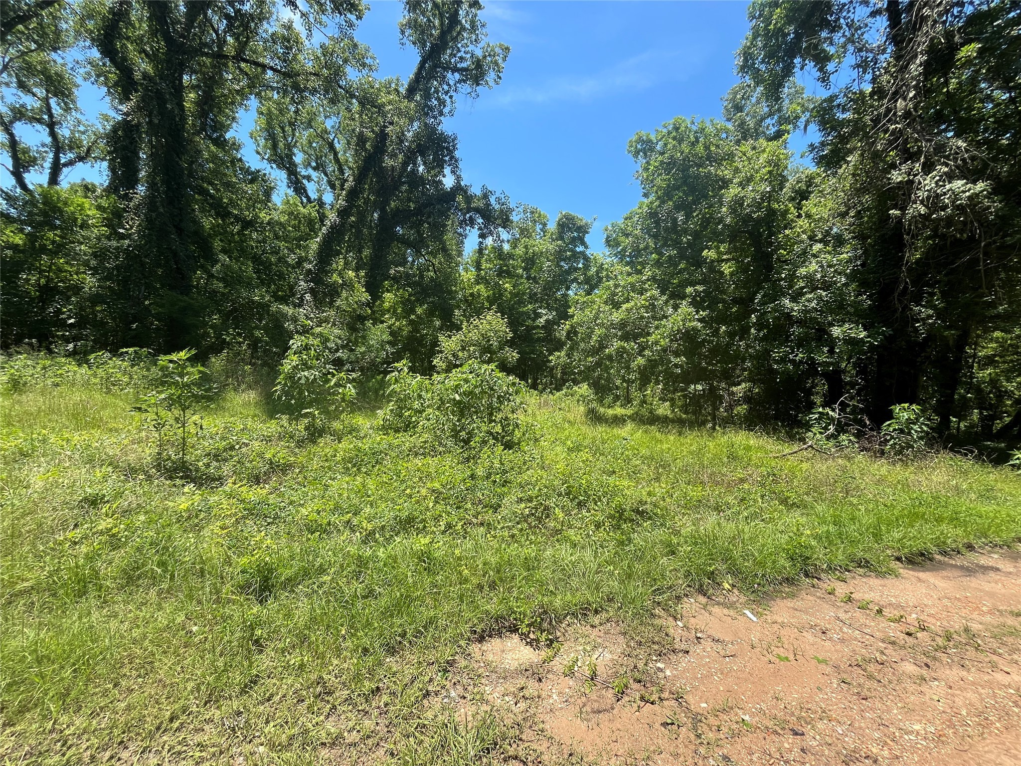 127 Trinity Road Dayton Lakes, TX 77535 - Photo 3 of 6 a view of a yard with plants and a tree