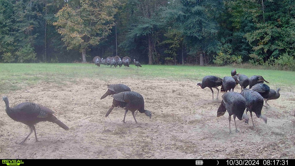 62/ Cty Road Coleman, GA 39836 - Photo 7 of 58