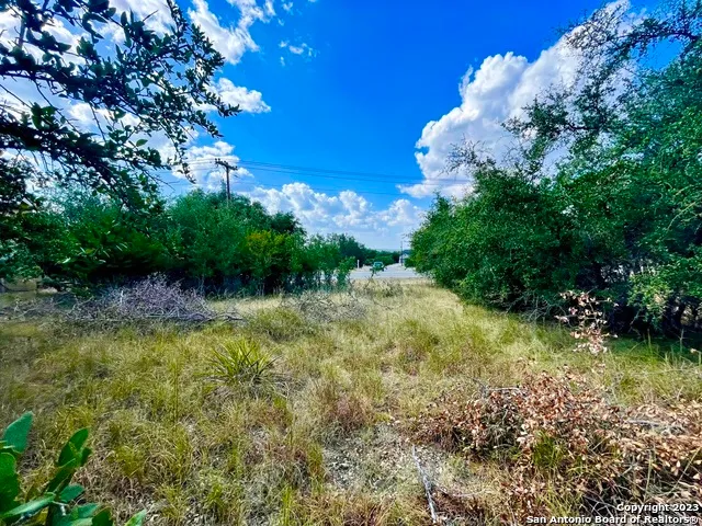 a view of a garden with plants