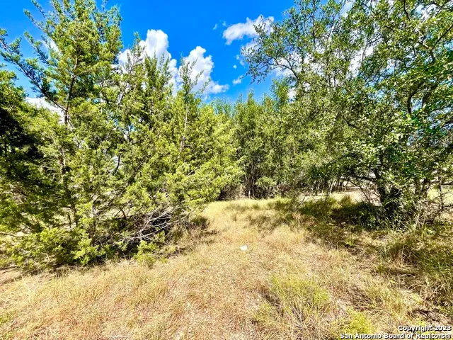 a view of under a tree