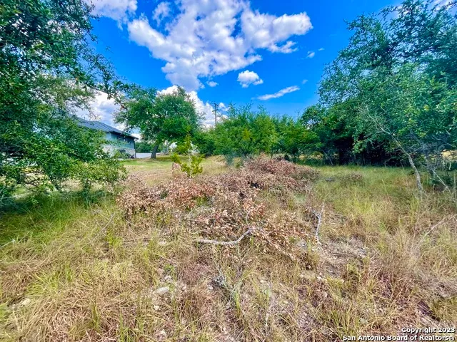 a view of a yard with plants and large trees