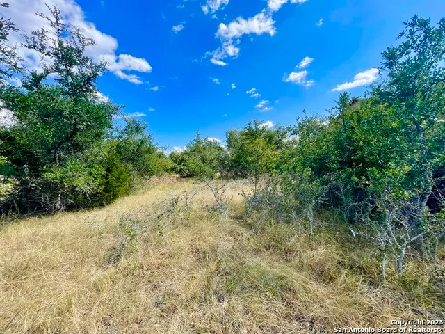 a view of a tree in a yard
