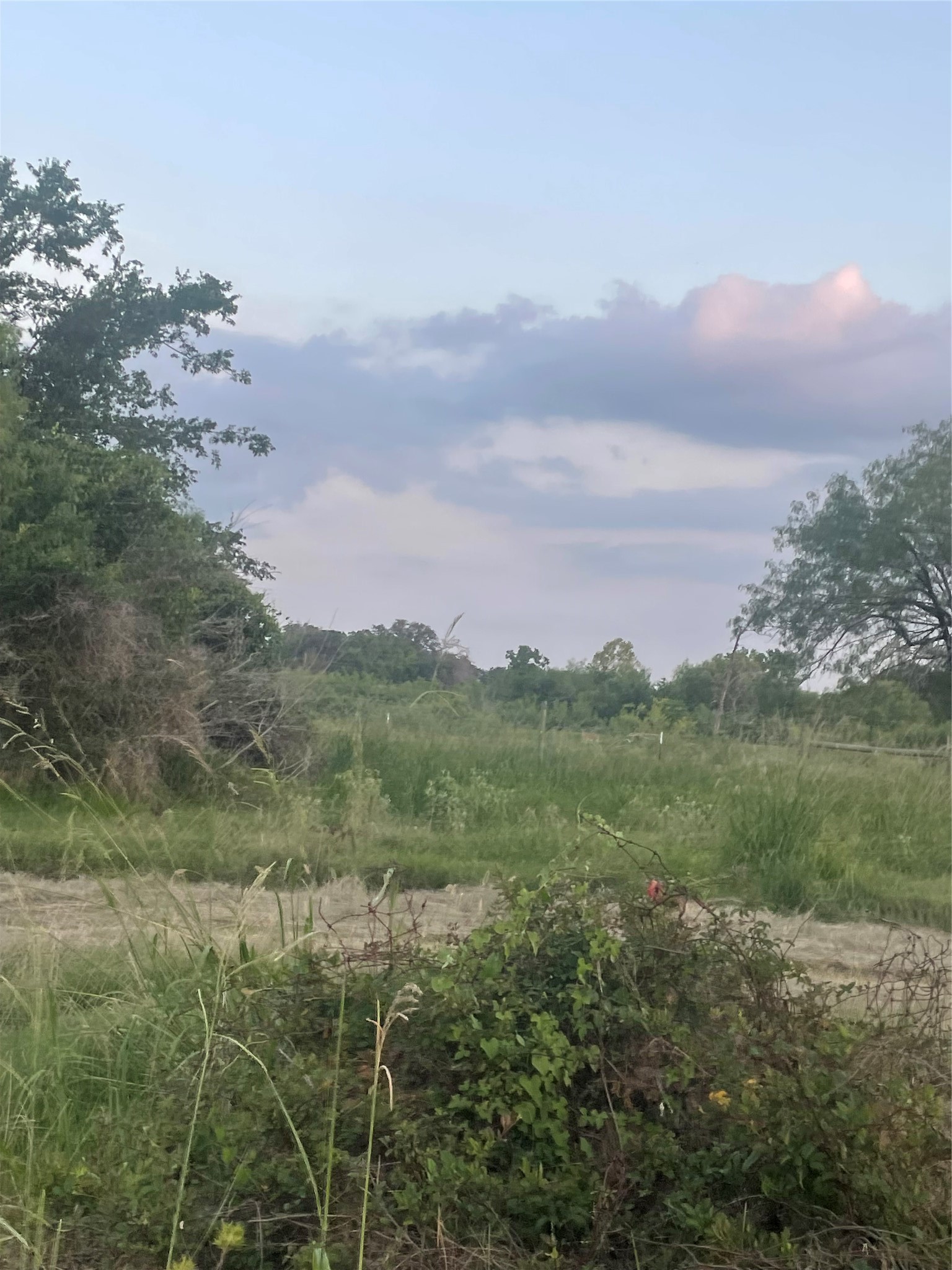 51359 Highway 290 East Hempstead, TX 77445 - Photo 13 of 15 a view of a field with a tree in it