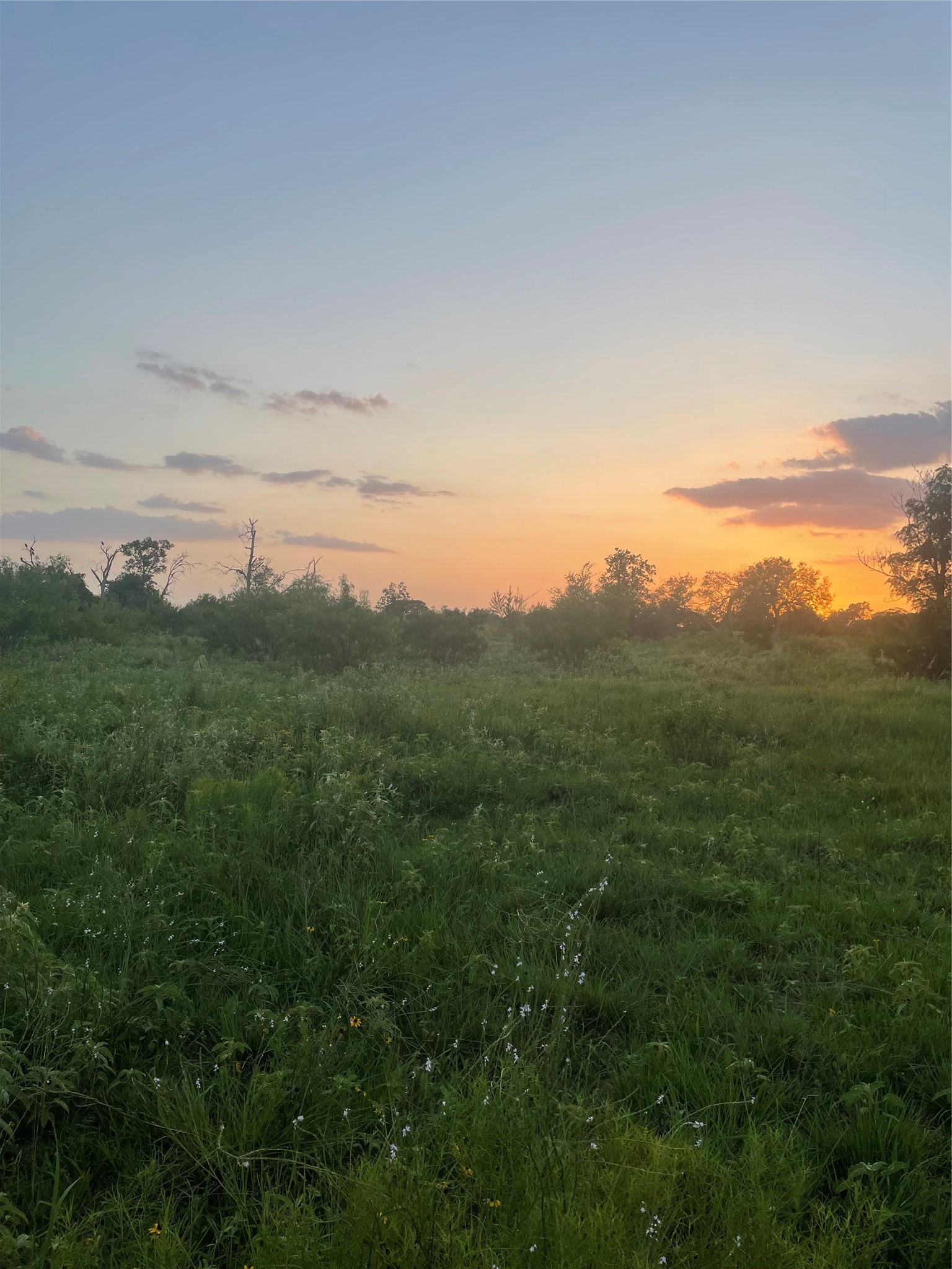 51359 Highway 290 East Hempstead, TX 77445 - Photo 10 of 15 a view of a city with lush green forest