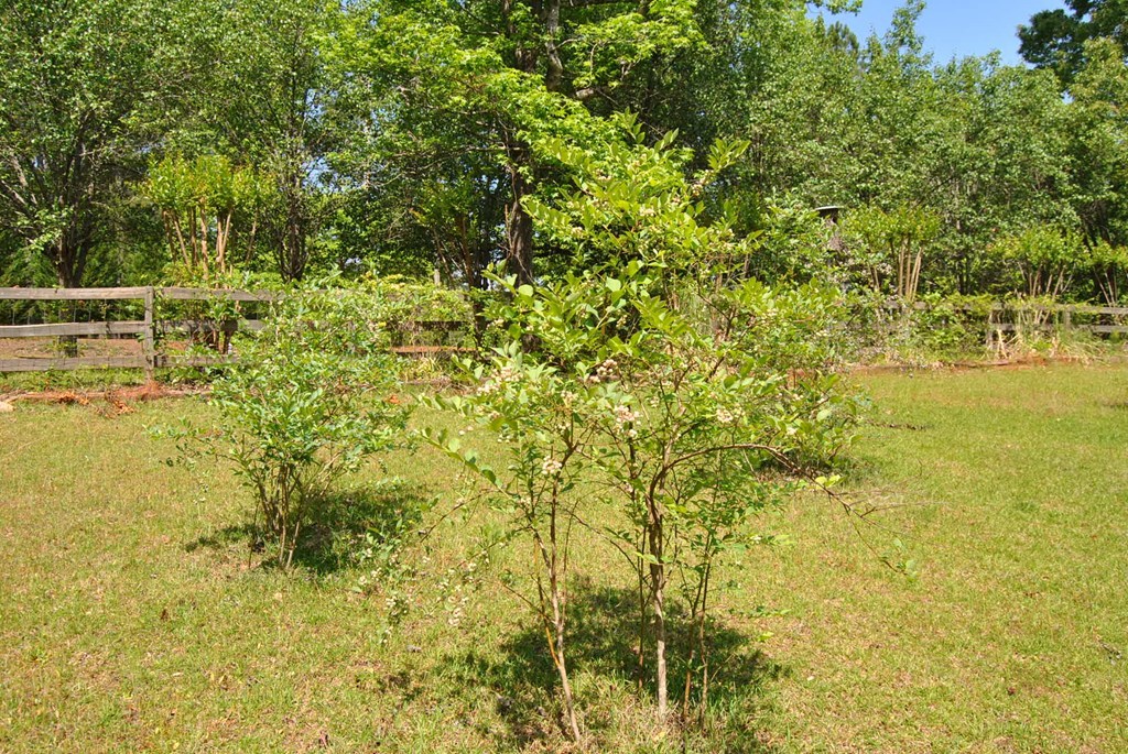 249 Bolingview Road Juliette, GA 31046 - Photo 44 of 45