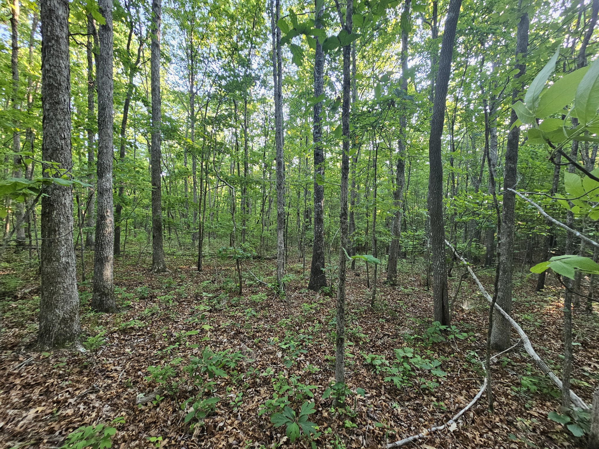 10 Griswold Road Altamont, TN 37301 - Photo 18 of 35 a view of outdoor space and green space