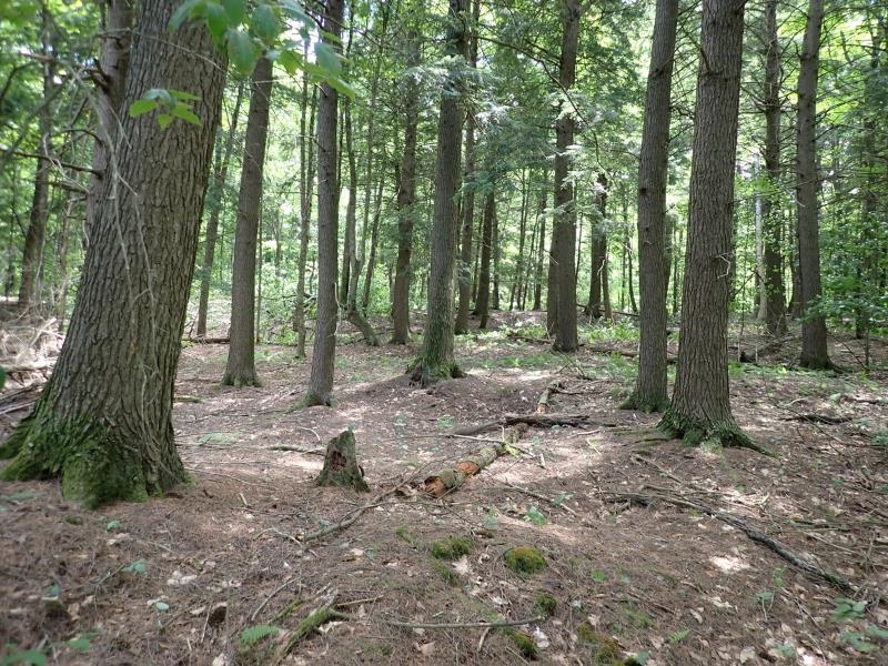 0 Byron Hill Road White River Junction, VT 05001 - Photo 13 of 14 Gallery Image 13