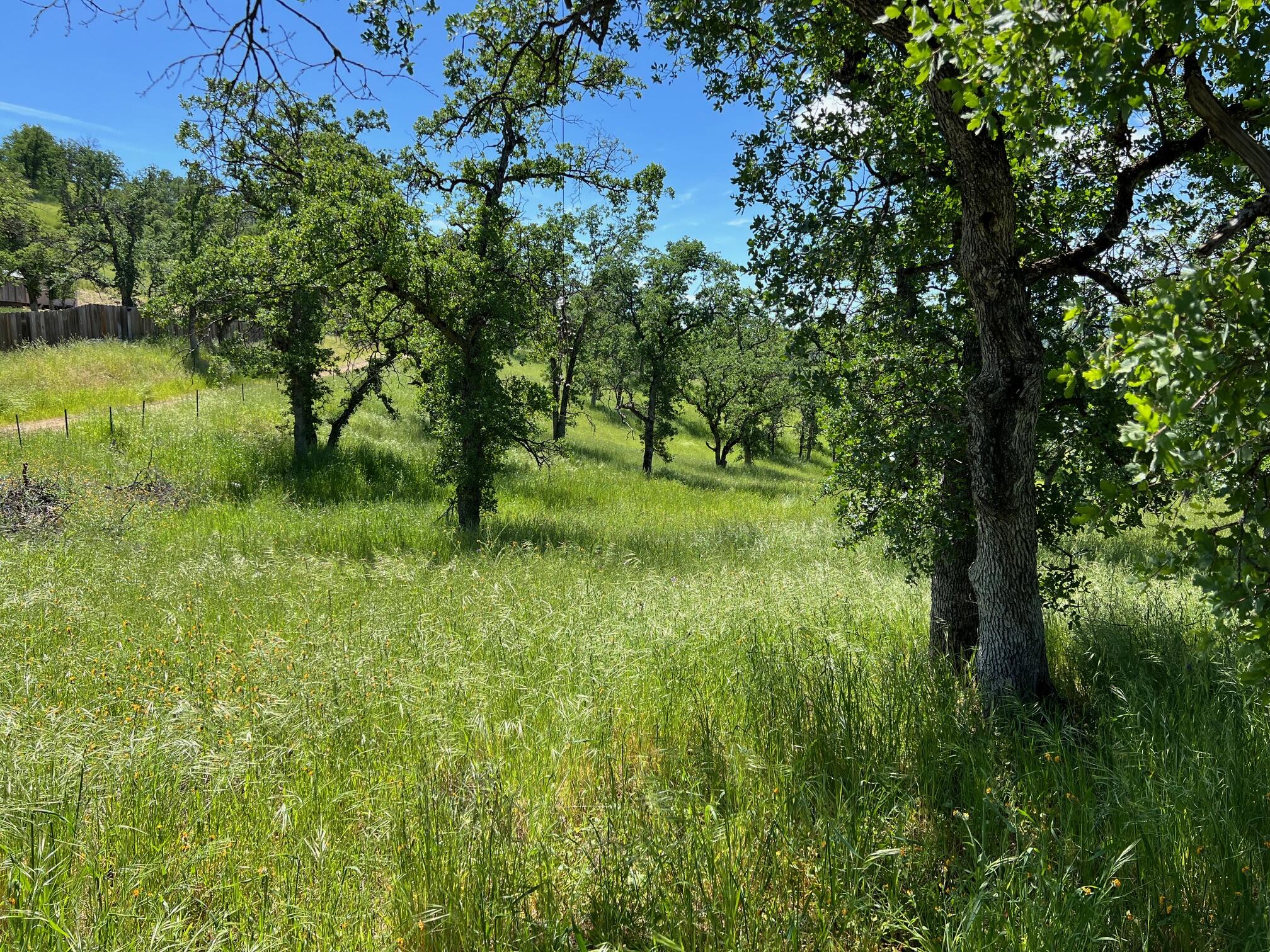 40 Trinity Alps Vista Road Igo, CA 96047 - Photo 1 of 20 a big yard with lots of green space and plants