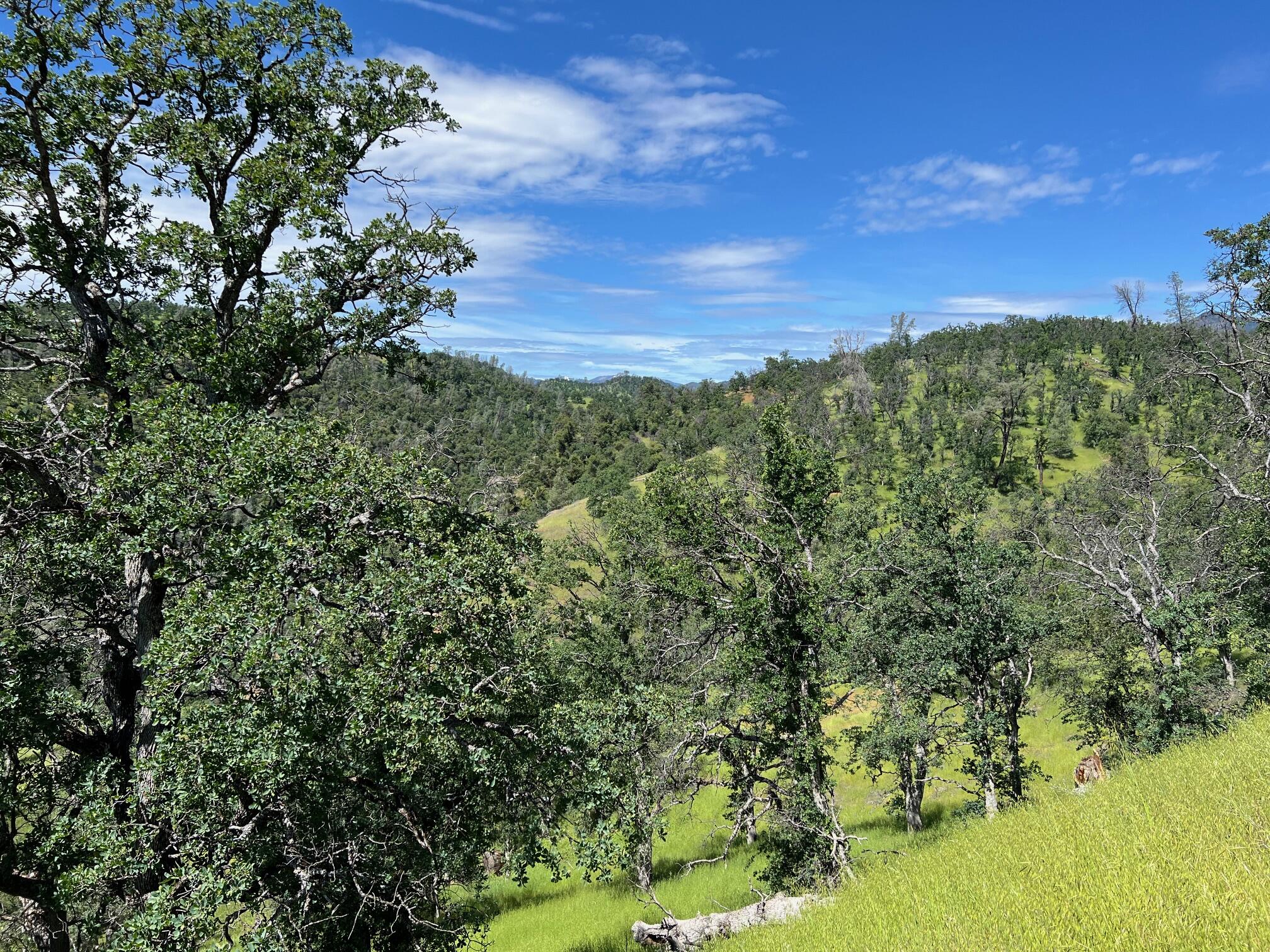 40 Trinity Alps Vista Road Igo, CA 96047 - Photo 11 of 20 a view of a bunch of trees