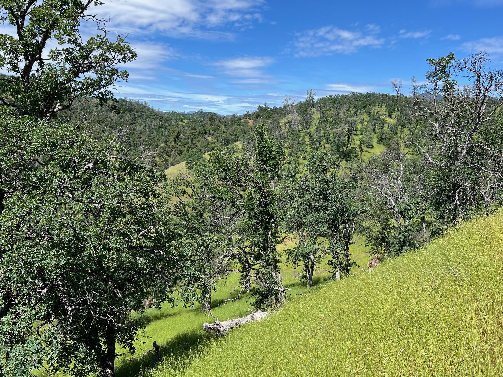 40 Trinity Alps Vista Road Igo, CA 96047 - Photo 15 of 20 a view of a garden