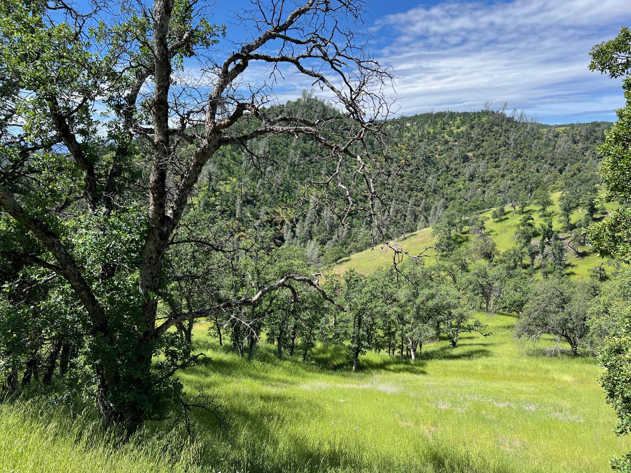 40 Trinity Alps Vista Road Igo, CA 96047 - Photo 20 of 20 a view of a yard with a tree