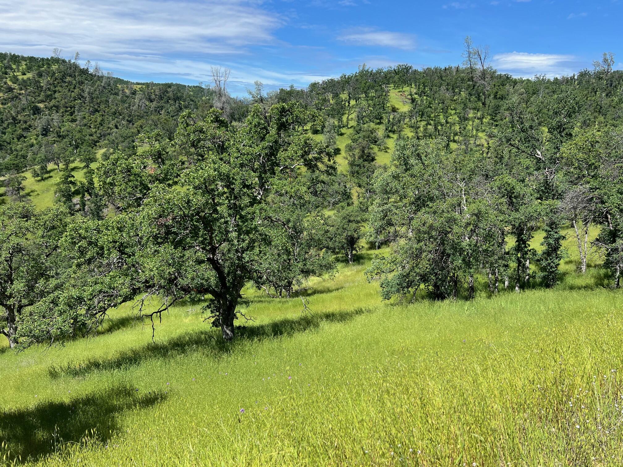 40 Trinity Alps Vista Road Igo, CA 96047 - Photo 2 of 20 a view of a garden with a building