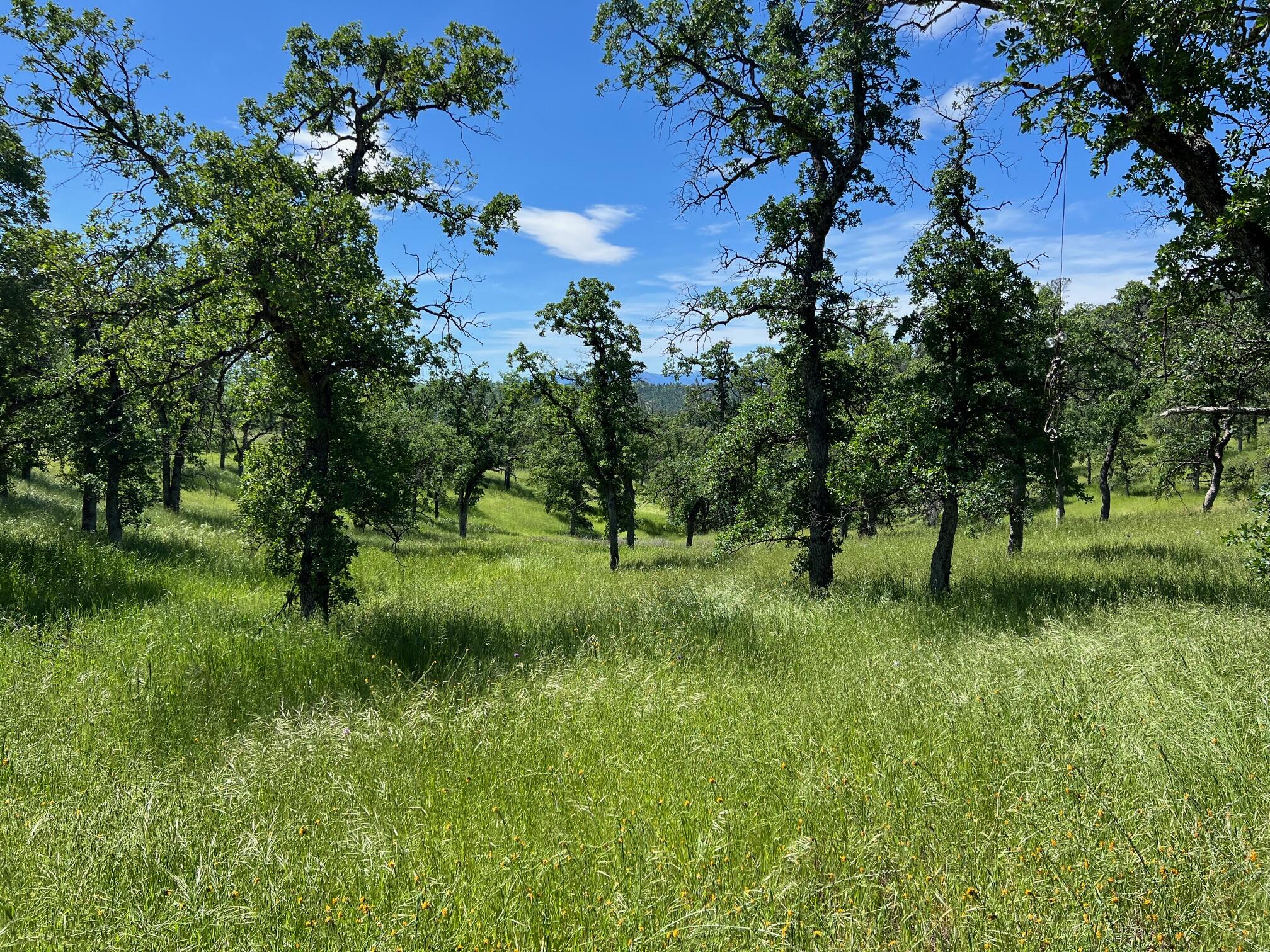 40 Trinity Alps Vista Road Igo, CA 96047 - Photo 4 of 20 a view of a garden