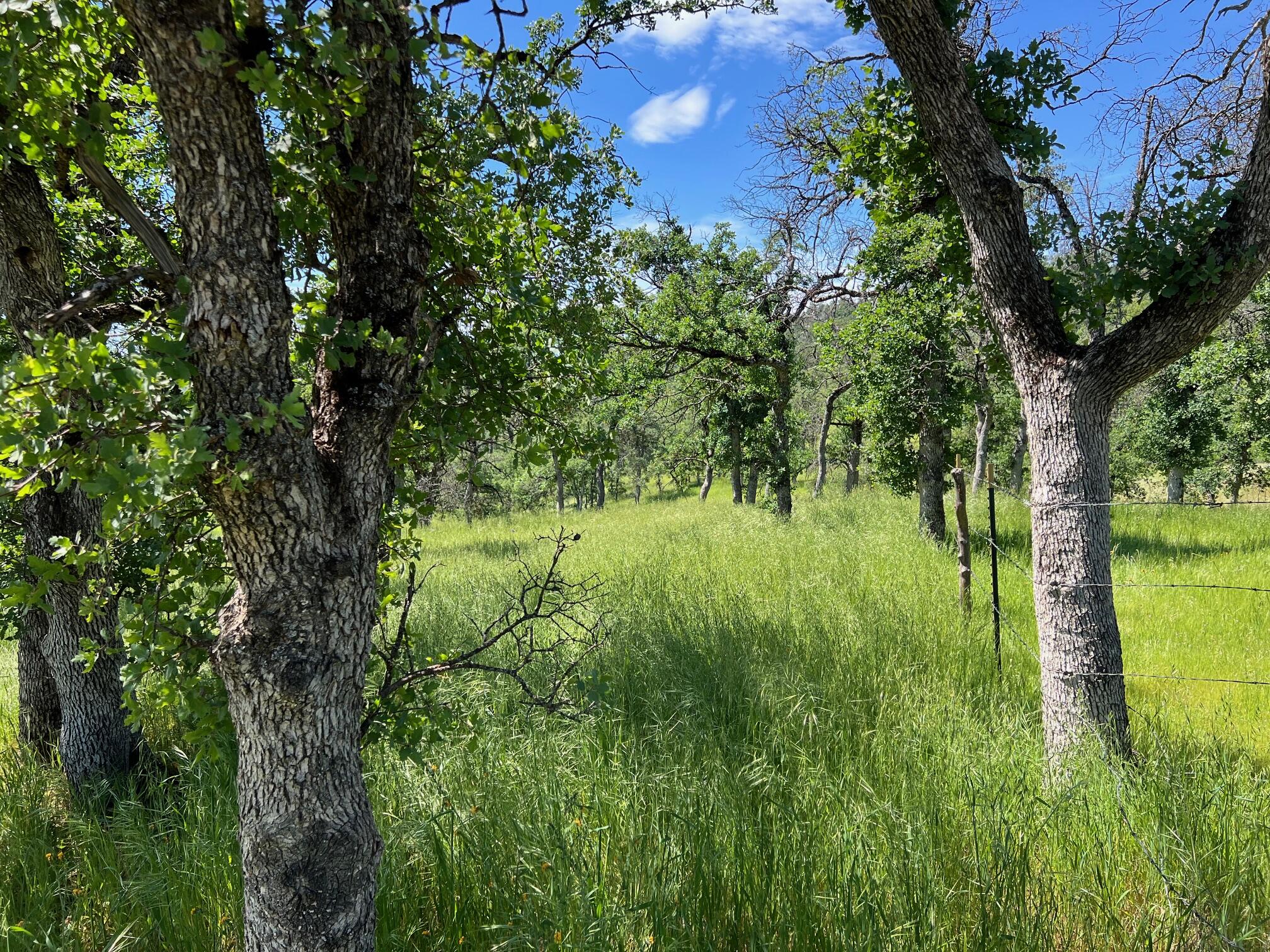 40 Trinity Alps Vista Road Igo, CA 96047 - Photo 5 of 20 a view of a garden