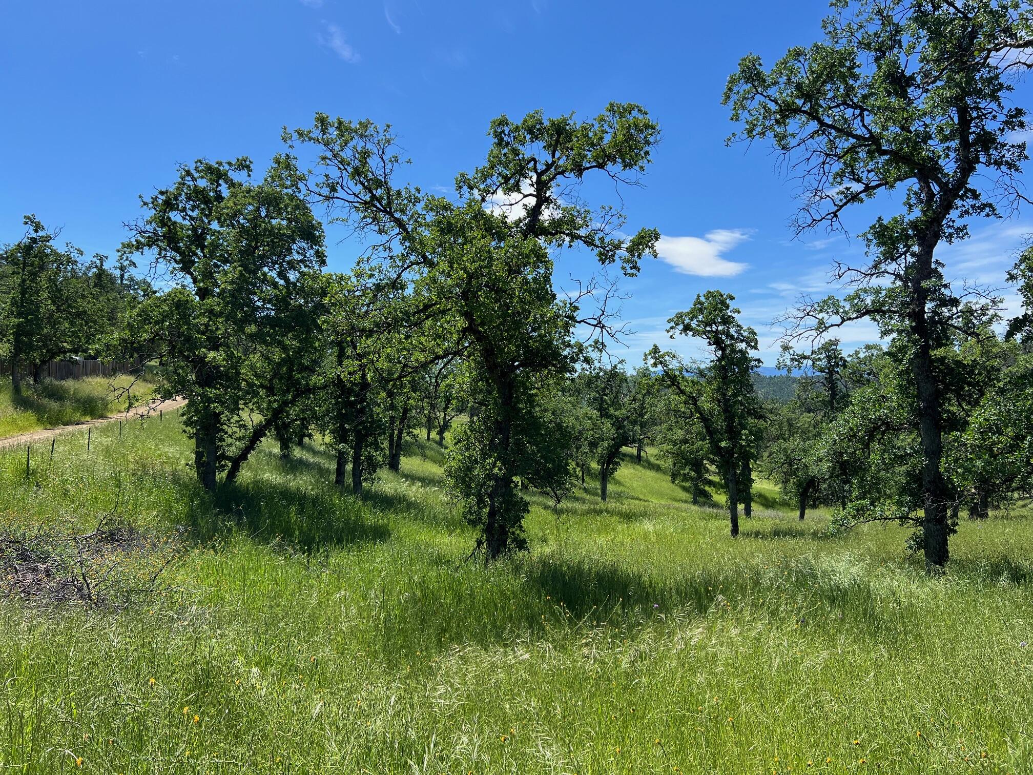 40 Trinity Alps Vista Road Igo, CA 96047 - Photo 6 of 20 a view of a garden with a tree