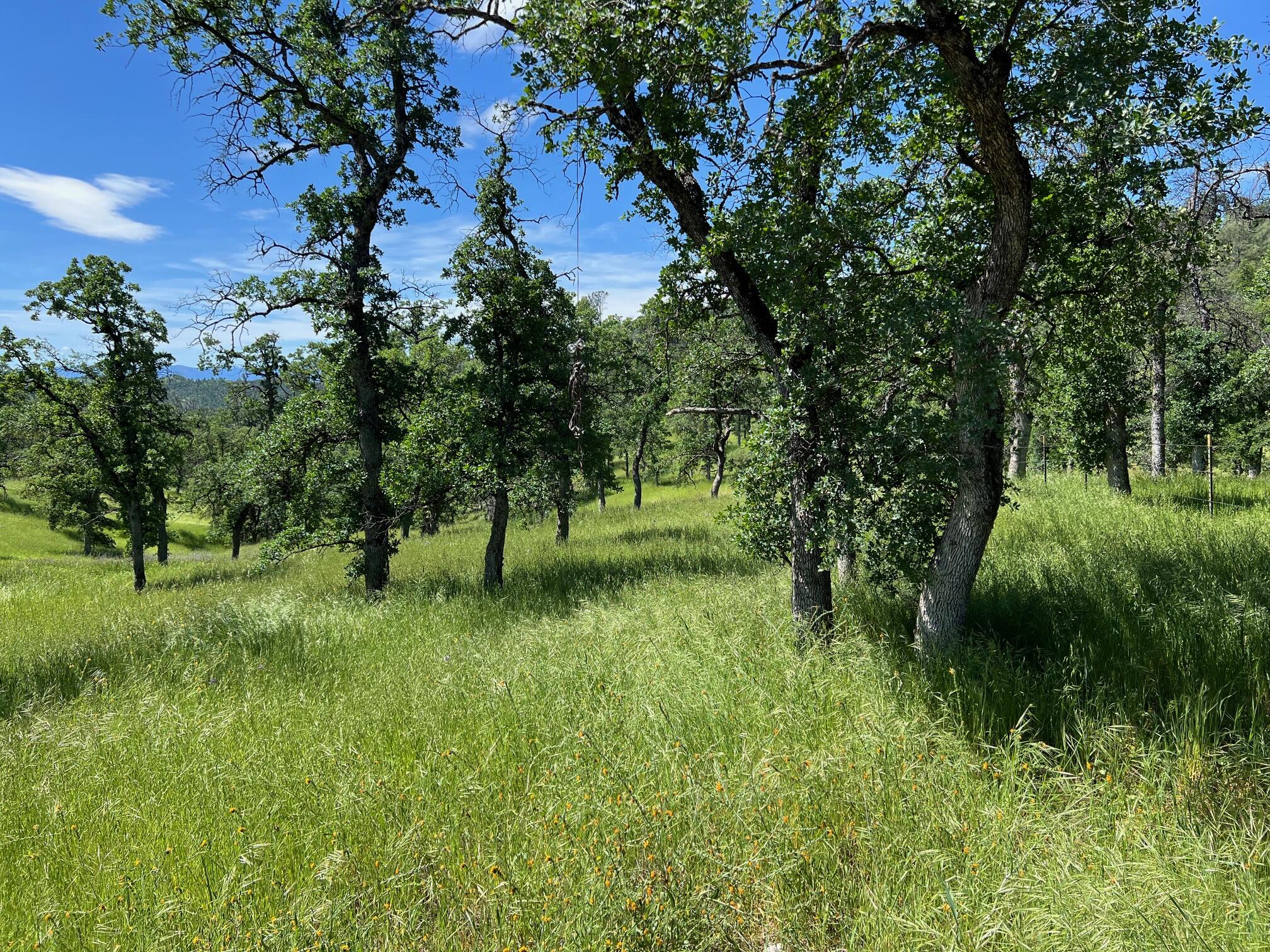 40 Trinity Alps Vista Road Igo, CA 96047 - Photo 7 of 20 a view of a green field with lots of bushes